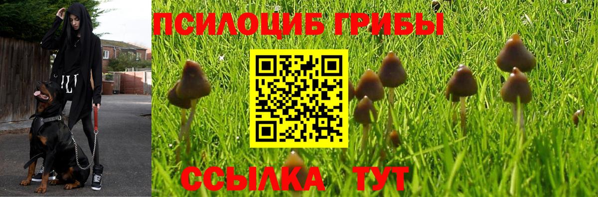 Галлюциногенные грибы Cubensis Дальнегорск