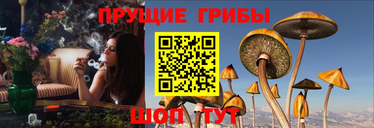 Дальнегорск  Галлюциногенные грибы GOLDEN TEACHER  Вход с VPN 